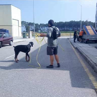 Entrenador con cuerda y perro mantrailing