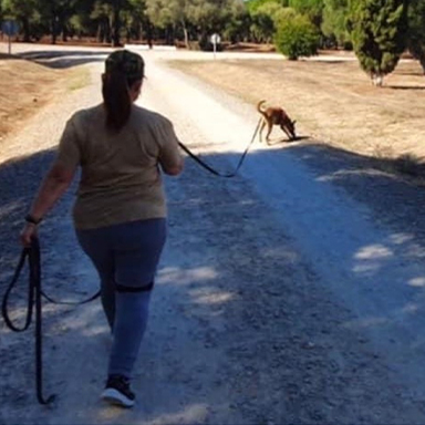 Entrenador con cuerda y perro mantrailing