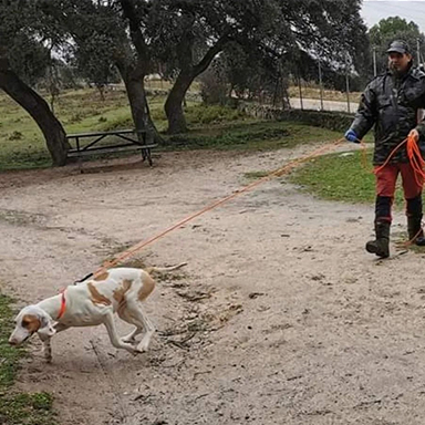 Entrenador con cuerda y perro mantrailing